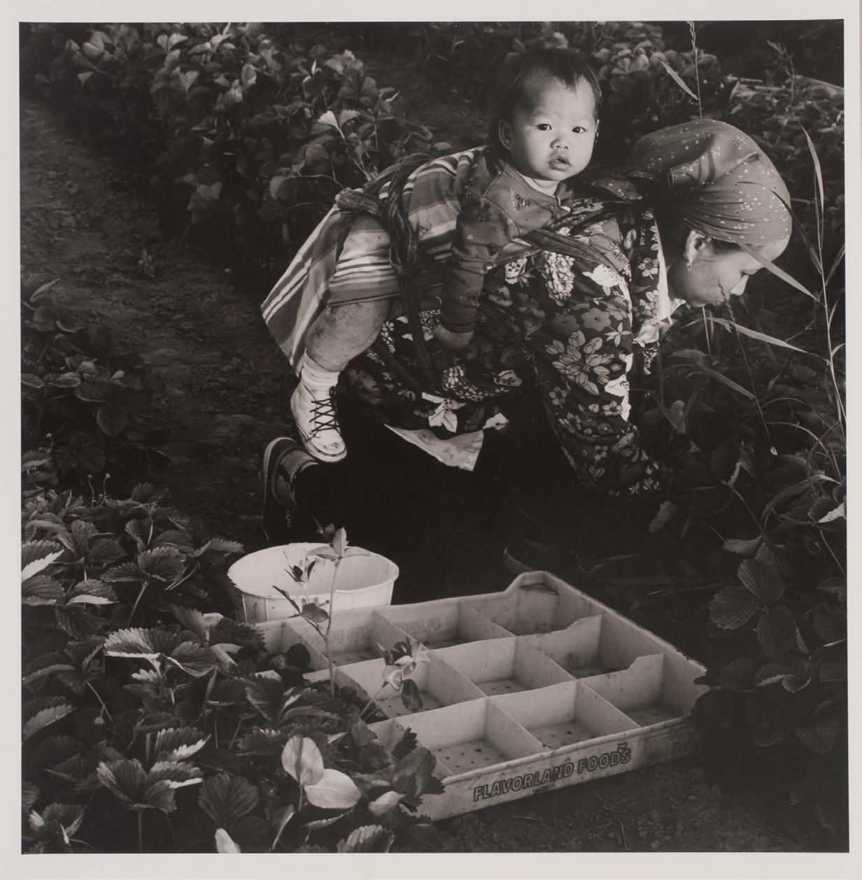 Ken Light, Laotian Family Strawberry Harvest, $1.50 a Flat, Hillsboro, Oregon, 1982, 2021. Gelatin silver print, 10.5x10.5